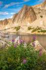 USA, Wyoming, Medicine Bow National Forest. Landscape with fireweed flowers and mountain lake. Art Print
